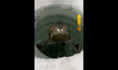 Screenshot_20250301-193406_Video Player.webp