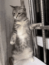 晚安.gif