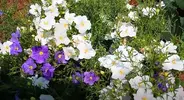 nirembergiia-foto-5.webp