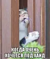 risovach.ru (4).webp