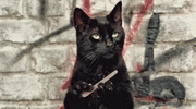 funny-black-cat-cleaning-his-nails-while-plotting-du2aukq8s66gmw3a.gif