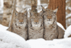rb642113720100519232426_yapfiles.ru.gif