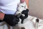bigstock-cat-grooming-a-white-british-359641669-960x640.webp