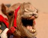 Laughing Camel.jpg