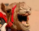 Laughing Camel.webp