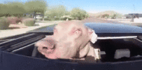 smeshnye-fotografii-sobak_1.gif