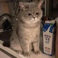 Yukidi