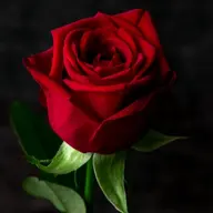 Escobaro