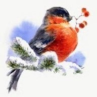 BullFinch