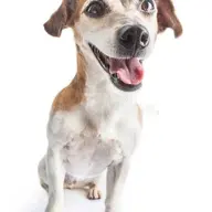 GOODBOY777