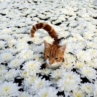 FlowerCat