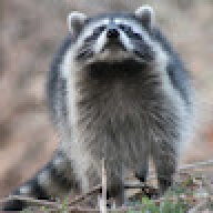 r0raccoon