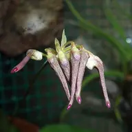 boneorchid