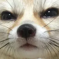 Akobel
