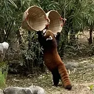 OPS