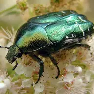 Cetonia aurata