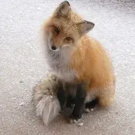 FoxyL