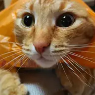 dantikc