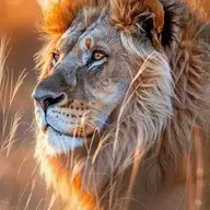 seriuslion