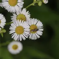 alannas