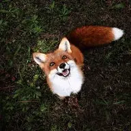 sicosca