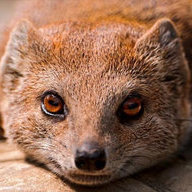 MongoOse