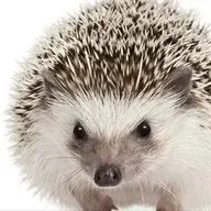 РєР»СЏРєРІРёРє