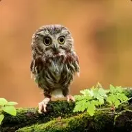 _{Owl}_