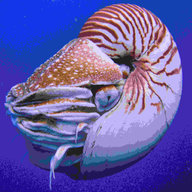 Nautilus0000