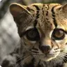 Ocelotik
