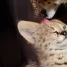 Spynix
