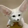 Fennec
