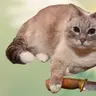 Vog
