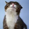 Котейка