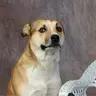 Дикийзапах