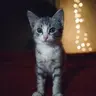 Али ксандер