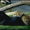 SSSSS007