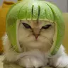 BotuOn