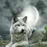Volk0666