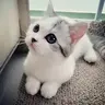 PEENKLS