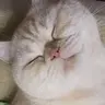 Boldino