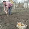 Картофельный фермер