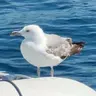 toporrubit