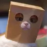 araazaer