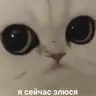 честер