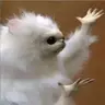 BomjBac9