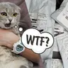 Кошка Килиманджаро