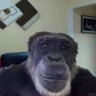 Alphacanalya