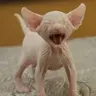 Serjio