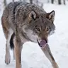 InnaChik